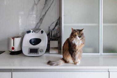Kedi mutfak aletlerinin yanındaki mutfak tezgahında oturur.