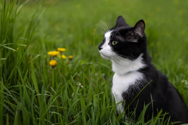 Mustavalkoinen Kissa Istuu Voikukkien Pellolla — kuvapankkivalokuva