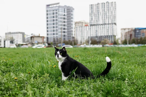 一只黑白相间的猫坐在田野里 背后有一座城市 — 图库照片