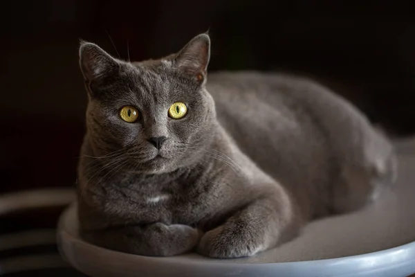 Портрет Британской Кошки Желтыми Глазами Черном Фоне — стоковое фото