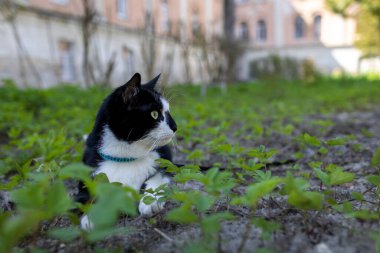 Evin önündeki çimlerin üzerinde siyah beyaz bir kedi yatıyor.