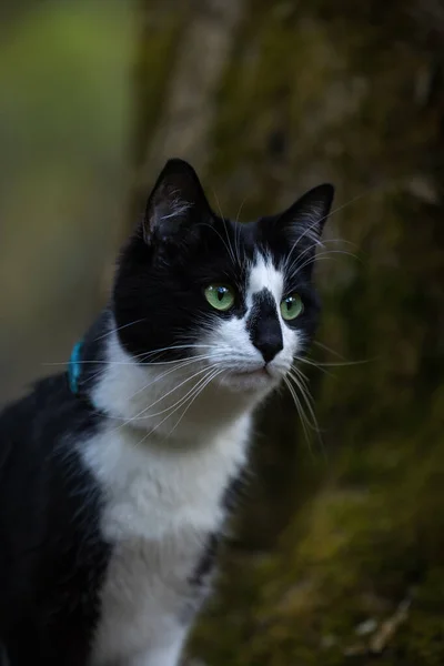Retrato Gato Preto Branco Fundo Árvore — Fotografia de Stock