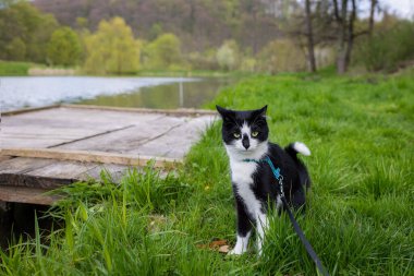 Nehrin kenarında tasmalı bir kedi oturuyor