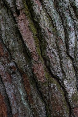 Ağaç kabuğu dokusu. Ağaç arkaplanı