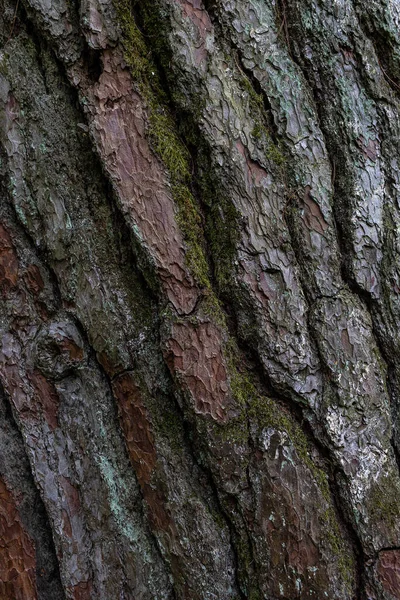 Struktura Kůry Stromu Pozadí Stromu — Stock fotografie