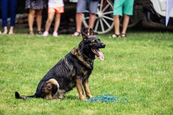 Tysk Herde Sitter Gräset Med Tungan Hängande Hundträning — Stockfoto