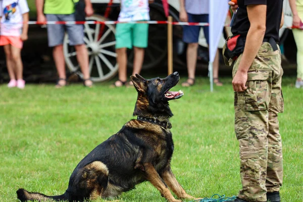 German Shepherd Training Show Dogs — Stock Photo, Image