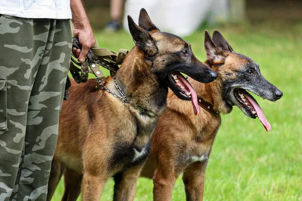Hundtränare Håller Två Herdehundar Koppel — Stockfoto
