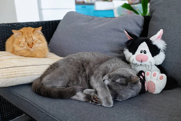 The cats sleep on the couch next to the plush toy.