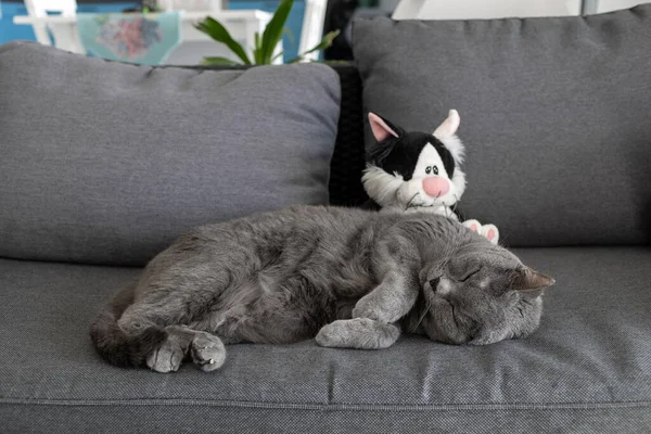 Gato Está Dormindo Sofá Lado Brinquedo Pelúcia — Fotografia de Stock