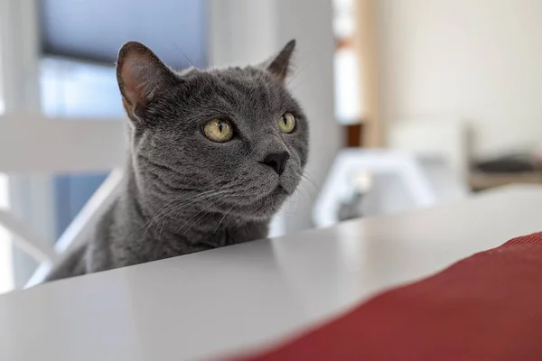 Μια Μεγάλη Γκρι Γάτα Κάθεται Στο Τραπέζι Και Κοιτάζει — Φωτογραφία Αρχείου