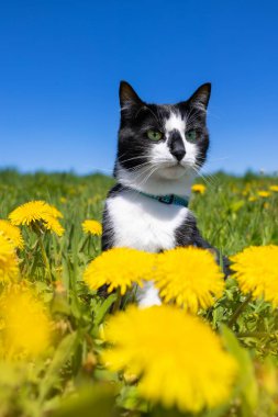 Mavi gökyüzüne karşı karahindiba tarlasında oturan siyah beyaz bir kedi..
