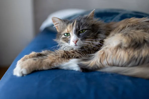 Γάτα Ξαπλώνει Ένα Κρεβάτι Μια Μπλε Κουβέρτα — Φωτογραφία Αρχείου