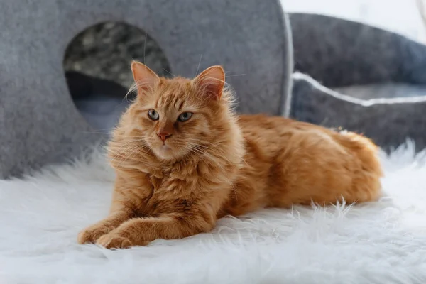 Kızıl bir kedi kedi, kedi evinin yanındaki yapay bir kürkün üzerinde yatıyor.