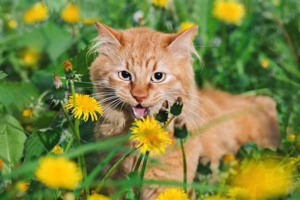 Cat with open mouth in a field of dandelions