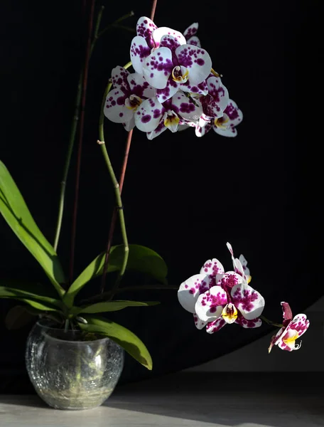 Sfondo Floreale Fiori Del Orchid Vaso Fiori Vetro Uno Sfondo — Foto Stock