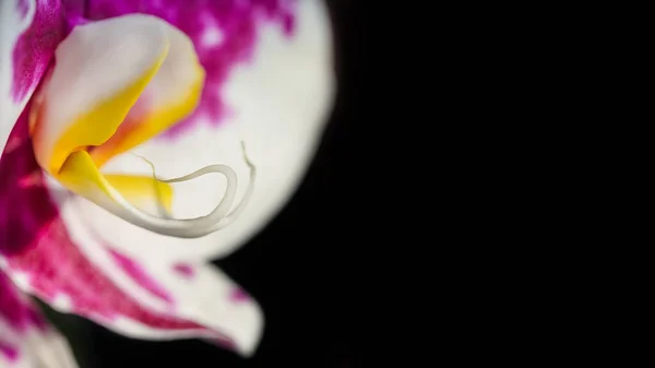 Virágos Háttér Orchideavirág Közelkép Fekete Háttérrel Helye Szöveg Soft Fókusz — Stock Fotó