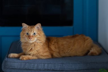 Kedi, mavi bir mutfağın arka planında gri bir sedirin üzerinde yatıyor.