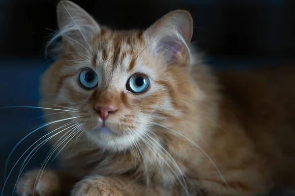 Πορτρέτο Ενός Χαριτωμένου Τζίντζερ Γάτα Μπλε Μάτια — Φωτογραφία Αρχείου