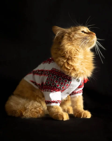 Portrét Červené Kočky Profilu Černém Pozadí — Stock fotografie
