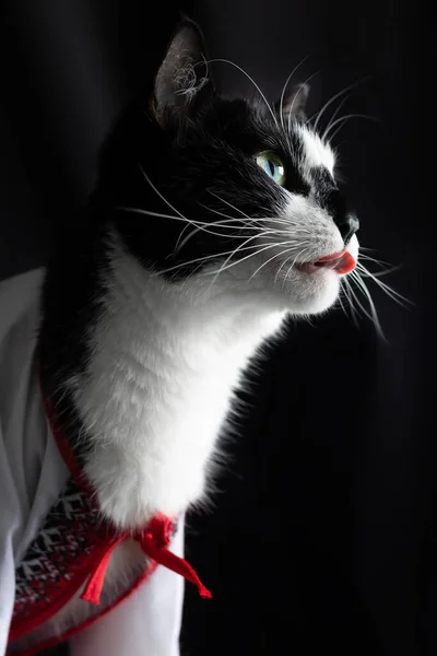 Retrato Gato Preto Branco Uma Camisa Bordada Perfil Fundo Preto — Fotografia de Stock