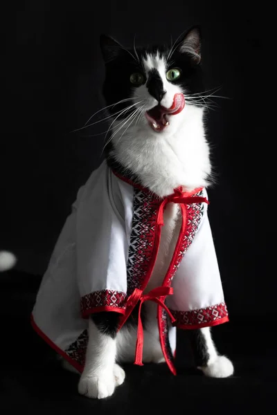 Černá Bílá Kočka Vyšívané Košili Černém Pozadí — Stock fotografie