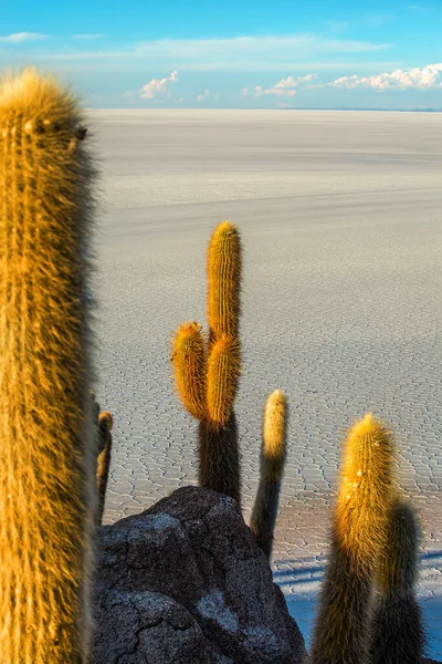 Велетенські Кактуси Острові Інкавказі Соляній Рівнині Уюні Болівія — стокове фото