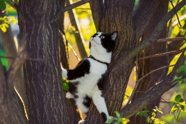 Een Zwart Witte Kat Zit Een Boom Kijkt Omhoog — Stockfoto