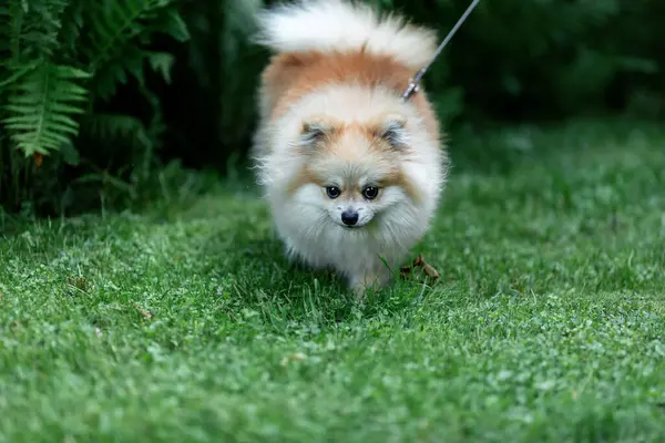 Krásná Pomeranian Vodítku Procházky Parku — Stock fotografie