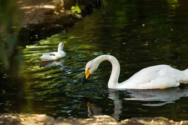Cisnes Brancos Nadam Água — Fotografia de Stock