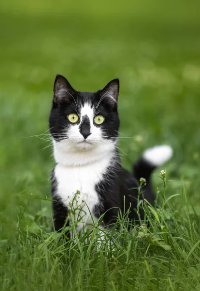 Söpö Mustavalkoinen Kissa Istuu Vihreällä Ruoholla — kuvapankkivalokuva