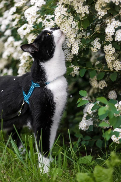 Gato Preto Branco Fareja Flores Brancas Arbusto — Fotografia de Stock