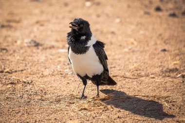 Açık gagalı bir karga yerde duruyor. Afrika