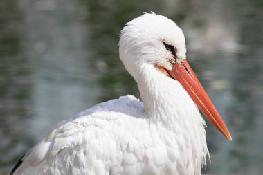 Beyaz bir leyleğin yakın plan portresi
