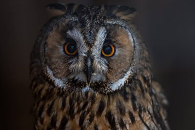 Uzun kulaklı baykuşun yakın plan portresi.