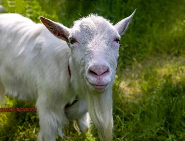 White Goat Leash Meadow — Stock Photo, Image