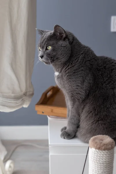 Πορτρέτο Μιας Μεγάλης Γκρίζας Βρετανικής Γάτας Στο Προφίλ — Φωτογραφία Αρχείου