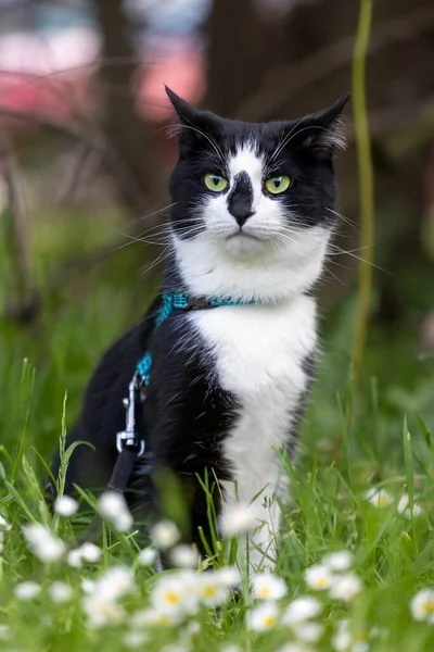Söpö Mustavalkoinen Kissa Istuu Niityllä Päivänkakkaroiden Kanssa — kuvapankkivalokuva