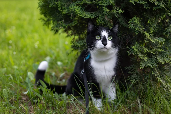 귀여운 고양이가 사이프러스 근처에 앉아서 올려다보고 있습니다 — 스톡 사진