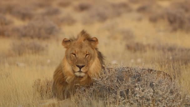 Лев Лежит Траве Смотрит Прямо Сторону Национальном Парке Этоша Намибия — стоковое видео