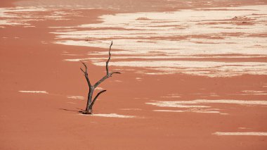 Deadvlei, Sossusvlebia 'da ölü bir deve dikeni ağacı var. Namibya.