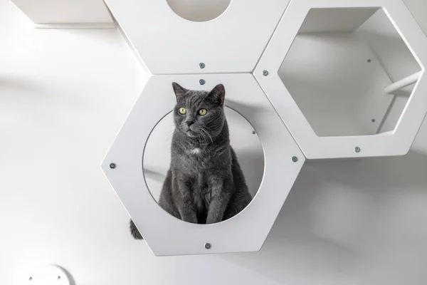 Büyük bir İngiliz kedisi, beyaz bir duvarda, ahşap bir altıgende oturuyor.