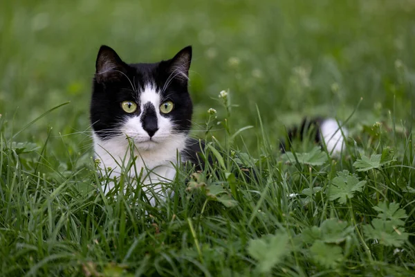 흑백인 고양이 — 스톡 사진