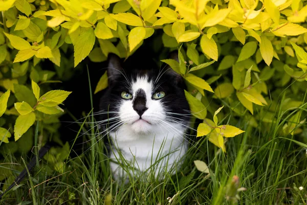Chat Noir Blanc Est Assis Dans Buisson Vert Lève Les — Photo