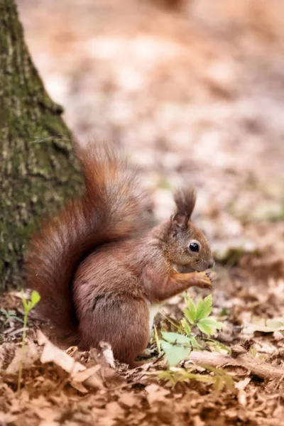 다람쥐가 근처에 앉아서 공원에서 땅콩을 먹습니다 — 스톡 사진