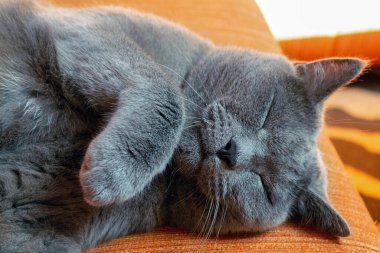 Büyük bir İngiliz kedisi tatlı bir pozla kanepede uyuyor.