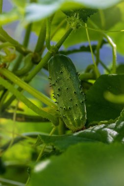 Sebze geçmişi. Yeşil arka planda salatalık