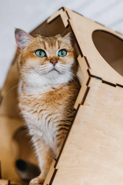 Portrait British Shorthair Cat Golden Chinchilla — Stock Photo, Image