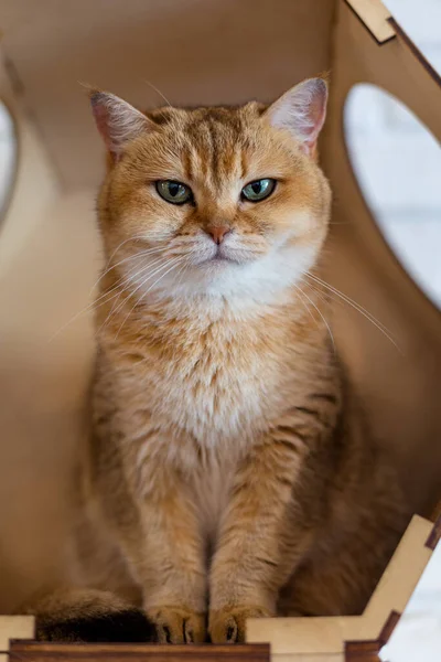 Retrato Gato Britânico Shorthair Chinchila Dourada — Fotografia de Stock
