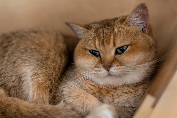 Портрет Британской Кошки Shorthair Золотая Шиншилла — стоковое фото